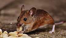 24 Hour & Emergency Exterminators in Powhatan Pt, OH